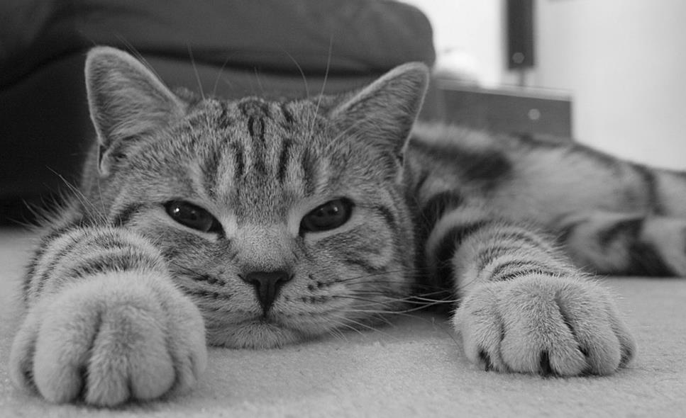 RocketMQ——事务消息原理分析之消息回查