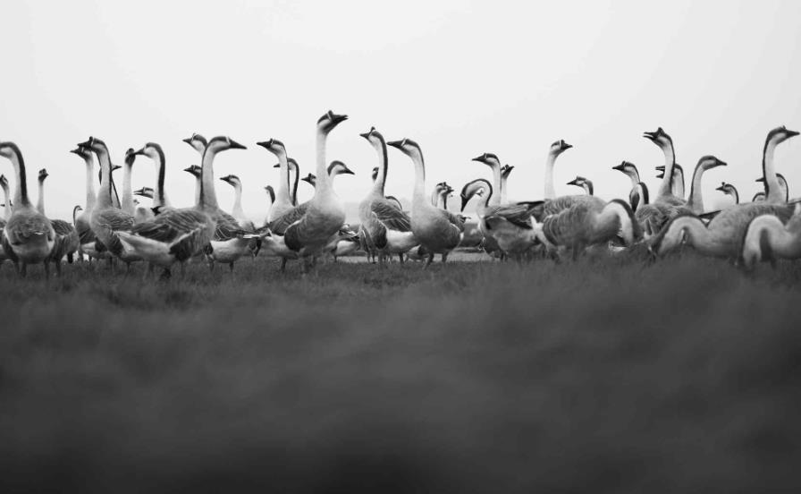 《如何阅读一本书》——莫提默·J.艾德勒、查尔斯·范多伦【美】- 阅读随笔