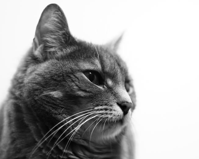 《额尔古纳河右岸》——迟子建【中】- 阅读随笔