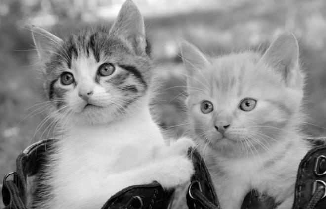 分布式锁实现----红锁